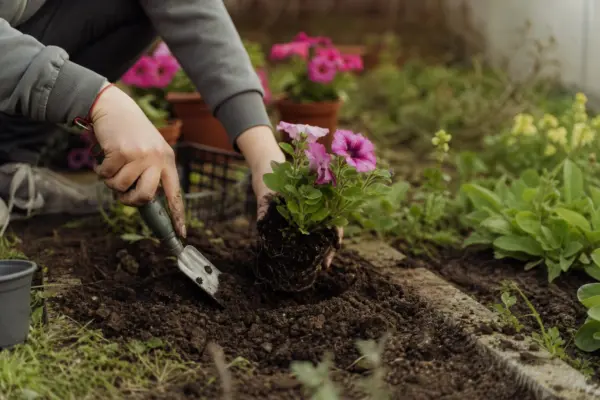 Petunia (Petunia hybrida) – de la plantare la întreținerea de zi cu zi