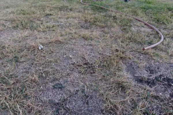 Gazon îngălbenit după fertilizare: ce verifici și cum limitezi deteriorarea