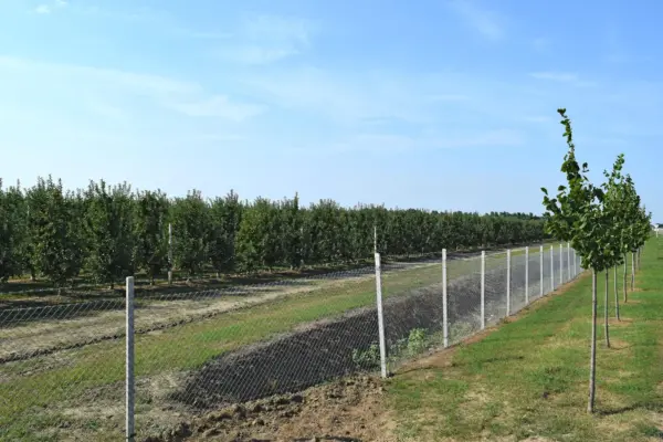 Plantarea copacilor lângă gard: ce distanță trebuie respectată