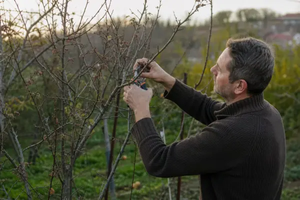 Pregătirea prunului pentru iarnă: ce lucrări faci după recoltare