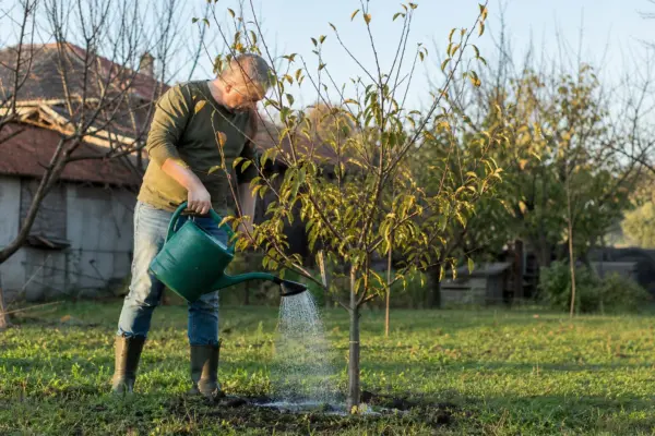 Udarea pomilor înainte de iarnă: când este necesară și când trebuie evitată